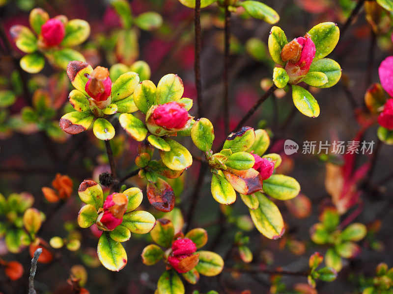 杜鹃花(Rhododendron pentanthera)在早春萌芽